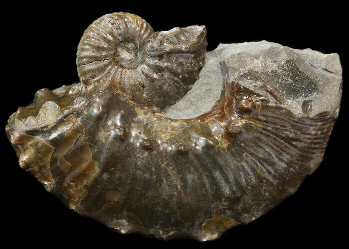 Iridescent Hoploscaphites Ammonite - South Dakota #44023